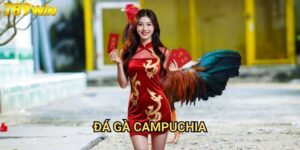 Đá gà Campuchia 789win - Trải nghiệm cá cược đá gà đẳng cấp quốc tế