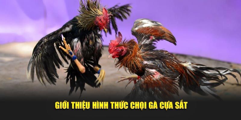 Đá gà cựa sắt Thomo 789win - Môn thể thao cá cược đỉnh cao 1 da ga cua sat