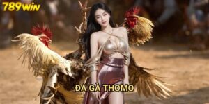 Đá gà Thomo 789win - Sân chơi đá gà trực tuyến uy tín nhất