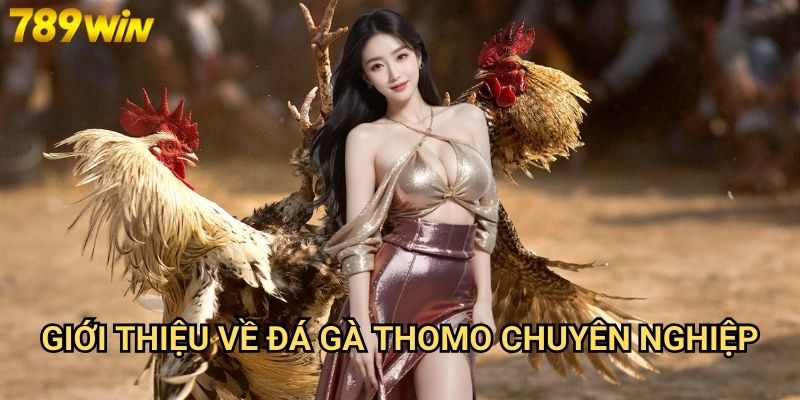 Đá gà Thomo 789win - Sân chơi đá gà trực tuyến uy tín nhất 2 Giới thiệu về đá gà Thomo chuyên nghiệp