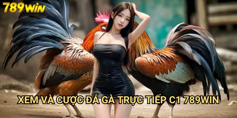 Đá gà trực tiếp C1 789win - Theo dõi giải đấu cao cấp nhất 3 Xem và cược đá gà trực tiếp C1 789win
